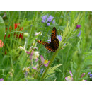 Blumenwiese "Schmetterlinge"